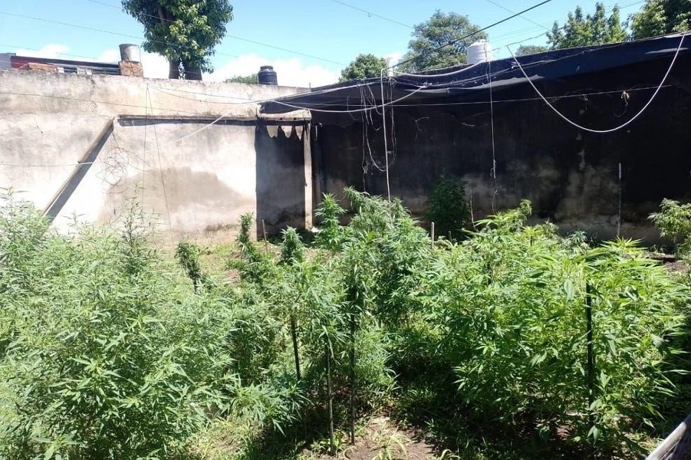 Argentine Police Seize Marijuana Lab and Derivative Factory